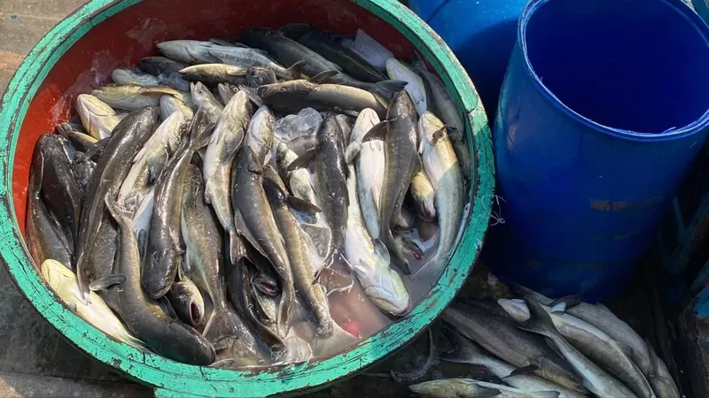 Hơn 60 tấn cá nuôi lồng bè ở Lý Sơn chết hàng loạt