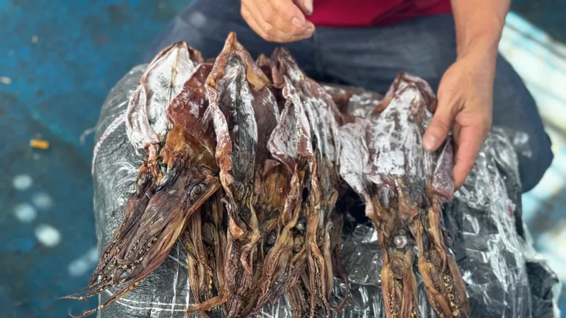 Giá mực xà tăng cao, ngư dân Quảng Ngãi phấn khởi