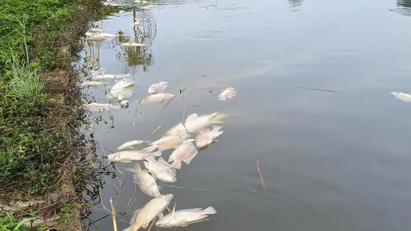 Làm rõ nguyên nhân cá chết hàng loạt ở hồ sinh thái tại Quảng Ngãi