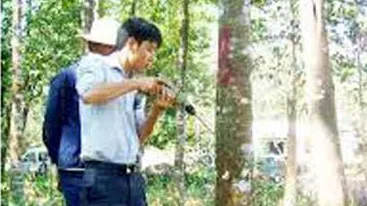 Phương pháp khoan cấy trầm của Công ty Lâm Viên