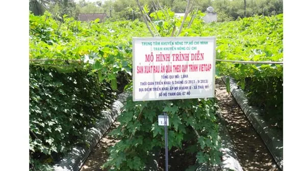 Sản xuất rau ăn quả theo VietGAP