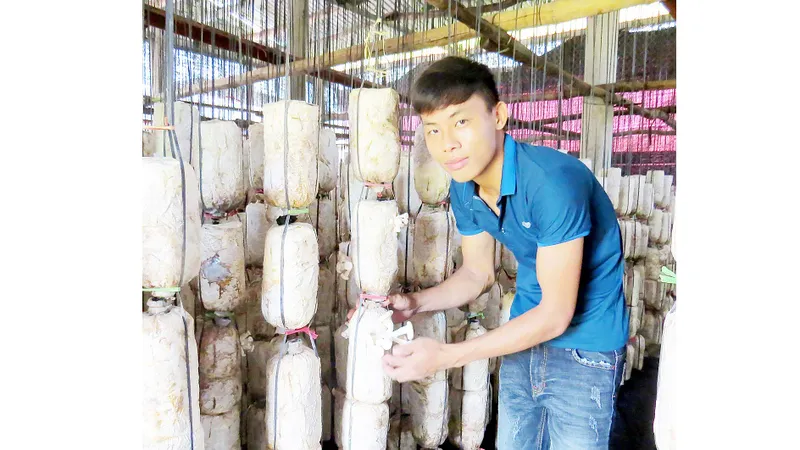Đàm Văn Bình đầu tư trồng nấm