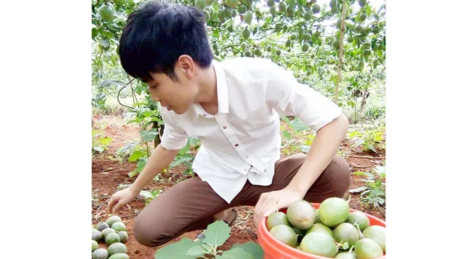 Nông dân trồng chanh dây đang khốn đốn
