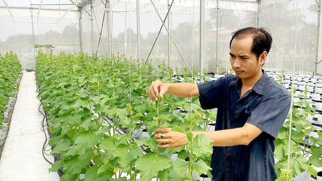 Dưa lưới áp dụng mô hình tưới nhỏ giọt sẽ cho năng suất cao.