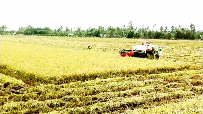 Sản xuất lúa ở ĐBSCL cần nguồn nước ngọt dồi dào. Ảnh: CAO PHONG