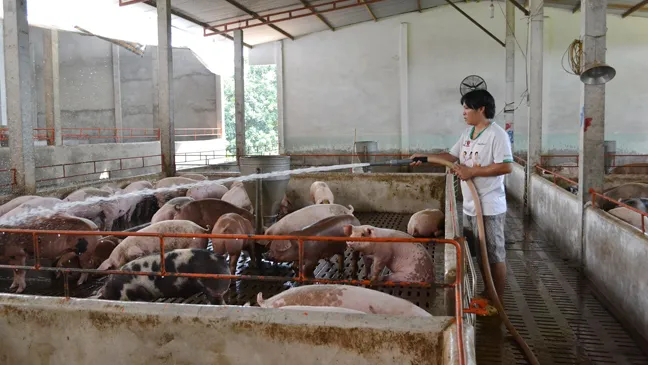 Giá heo hơi tại ​Đồng Nai đột ngột tăng mạnh