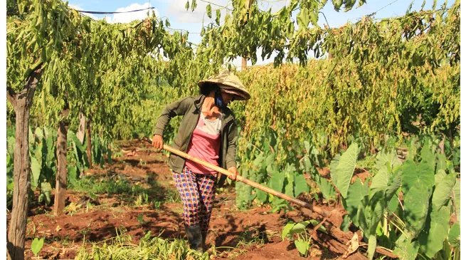Công ty cung cấp giống chanh dây không quả bồi thường thiệt hại cho dân