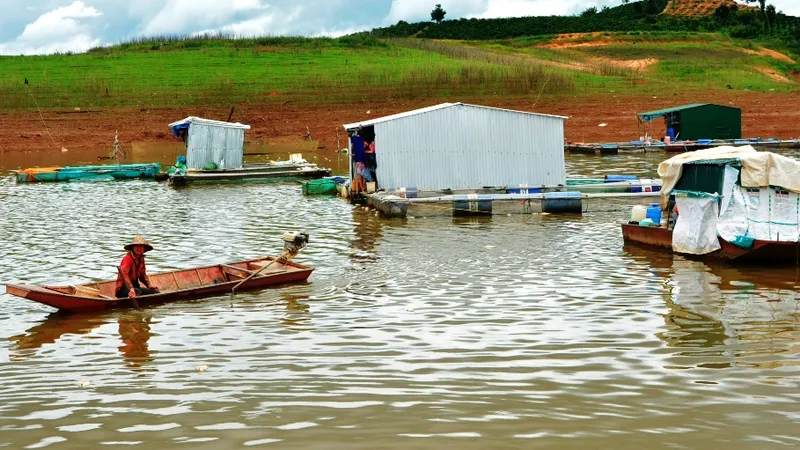 Khoanh nợ cho các gia đình bị thiệt hại do cá chết trên hồ thủy điện