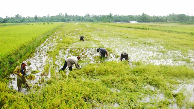 Chủ động ứng phó và khai thác lợi thế của lũ