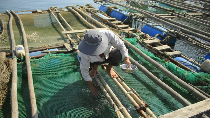 Cá mú nuôi lồng chết hàng loạt ở Quảng Ngãi