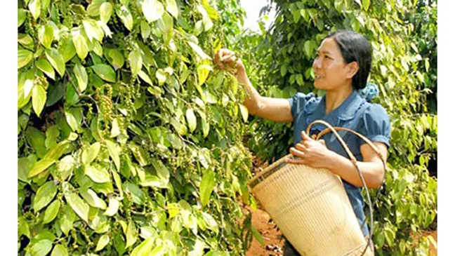 Xuất khẩu hồ tiêu: Lượng tăng, giá trị giảm