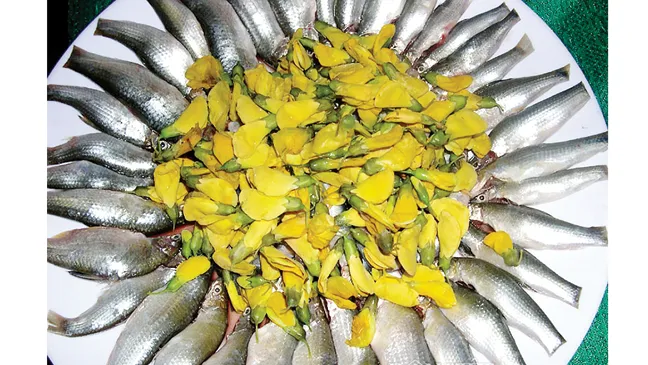 Cá linh mùa rộ
