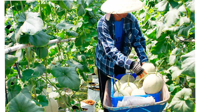 Trồng dưa lưới trong nhà màng