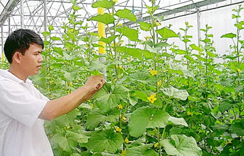 Nâng tỷ trọng ứng dụng công nghệ cao trong nông nghiệp
