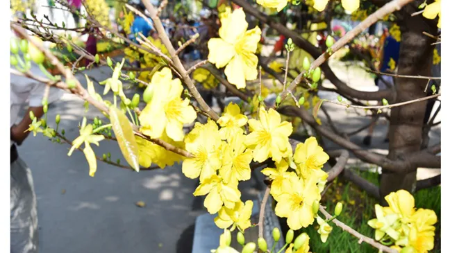Làng nghề hoa mai giúp nông dân làm giàu