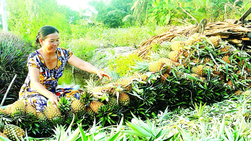 Khóm Cầu Đúc, đặc sản nổi tiếng của Hậu Giang