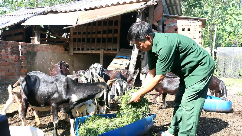 Người nuôi dê Bù Đốp gặp khó