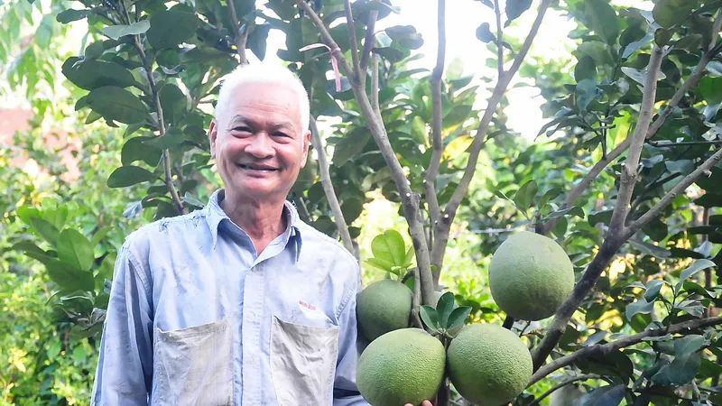 Trồng bưởi công nghệ cao