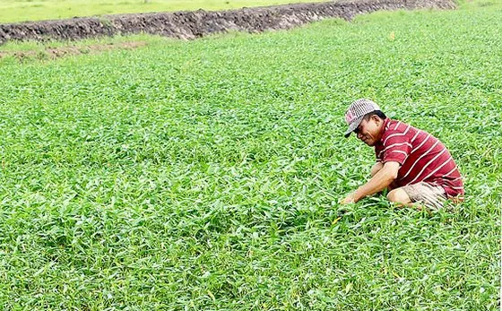 Thu 700.000 đồng/ngày từ rau muống nước