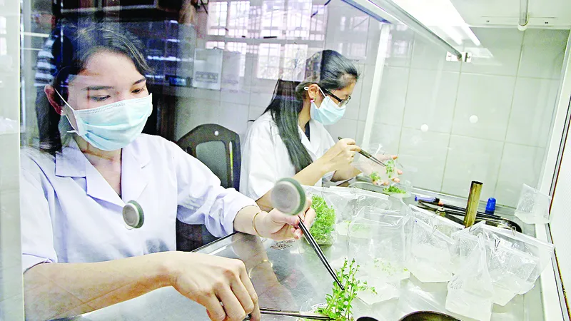 Đưa công nghệ mới vào trồng rau