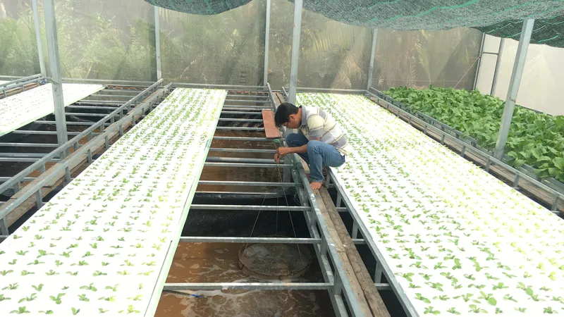 Trồng rau hữu cơ trên đất phèn