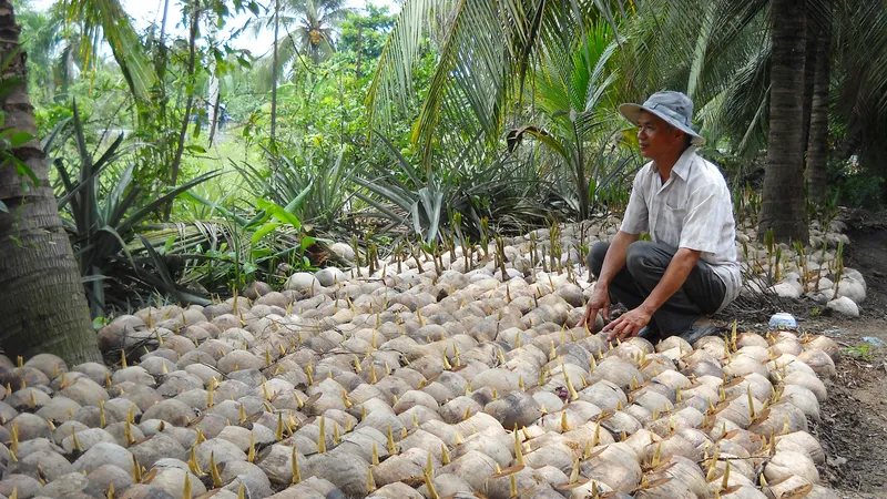Trồng giống dừa thấp, thu lãi cao