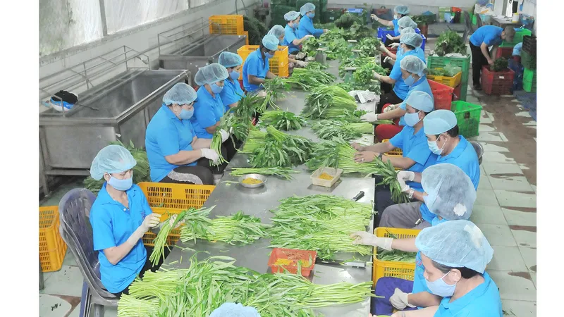 Vai trò liên kết trong sản xuất nông nghiệp công nghệ cao