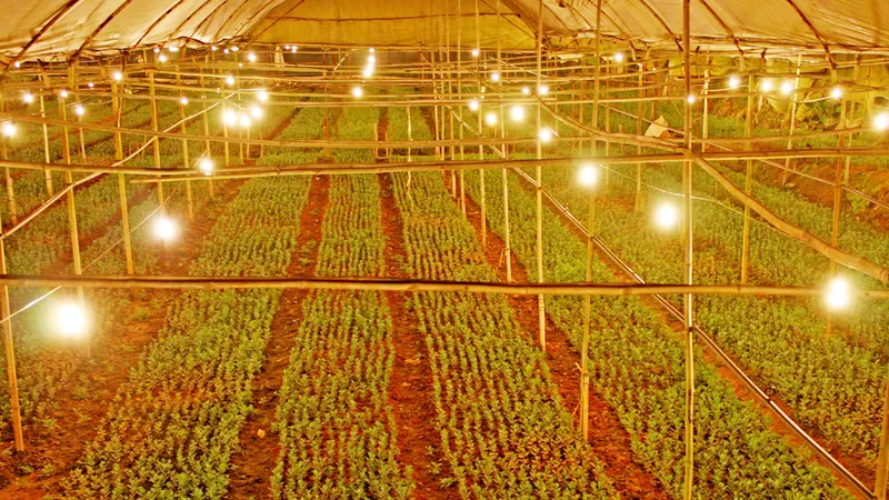 Chiếu sáng hoa cúc bằng đèn led tiết kiệm 70% điện năng tiêu thụ