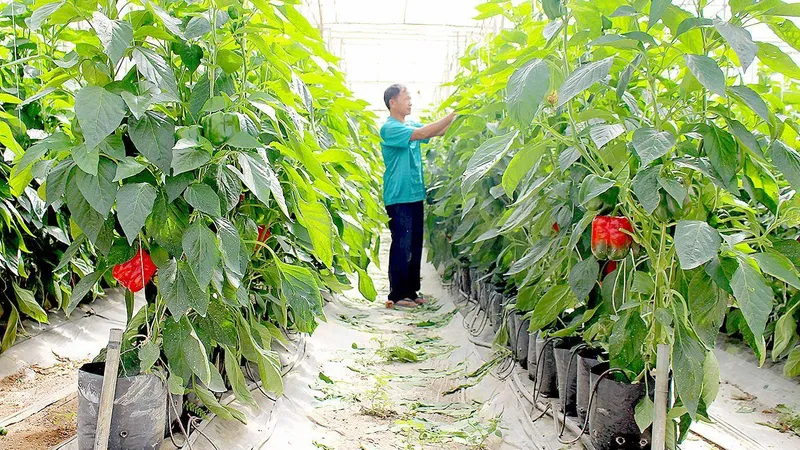 Phương pháp tưới nhỏ giọt đang được nhiều nhà vườn ở Lâm Đồng áp dụng
