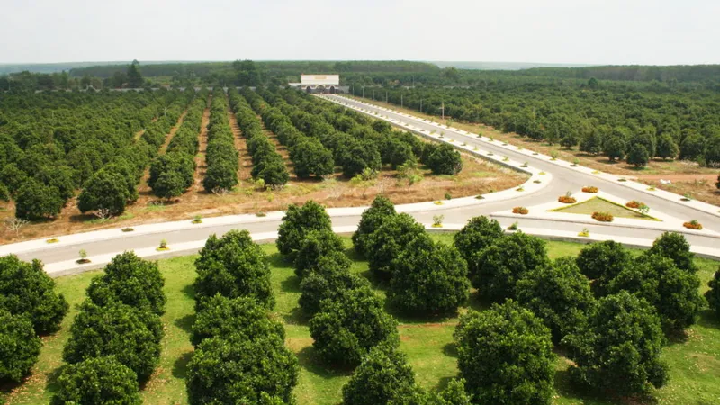 Trang trại trồng gần 120ha mít của Vinamit ở huyện Phú Giáo, tỉnh Bình Dương