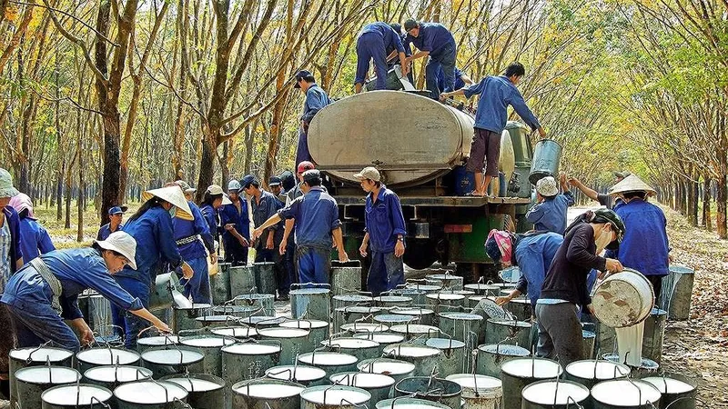 Tách bạch giữa kinh tế và trách nhiệm xã hội