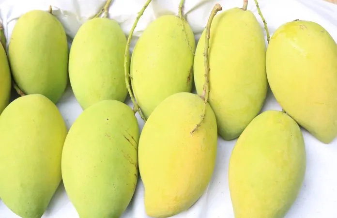 Sau thanh long, xoài được xuất khẩu vào thị trường Chile 