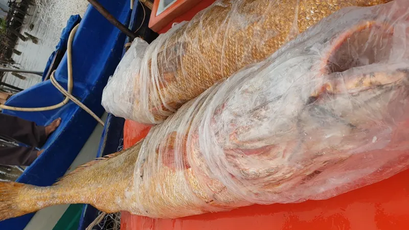 Cặp cá đường “khủng” mắc lưới ngư dân Đất Mũi