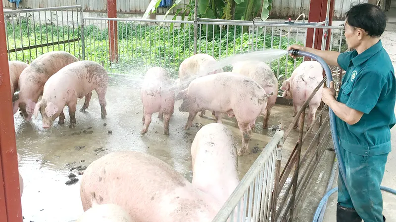 Tăng đàn gia cầm để bù đàn heo giảm