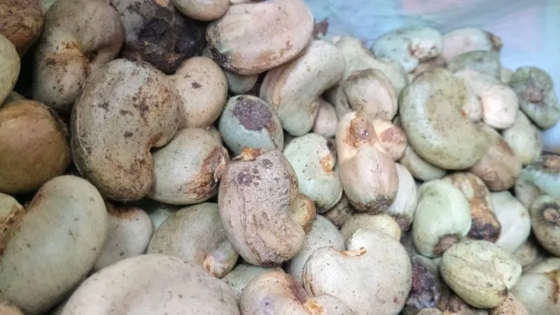 Xây dựng quy chuẩn hạt điều thô 