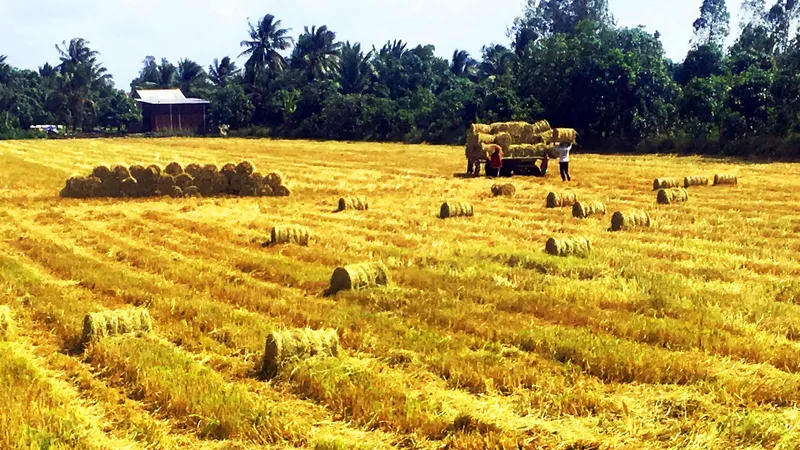 Đa dạng thị trường xuất khẩu gạo