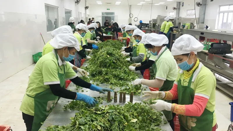 Xuất khẩu nông sản chế biến tăng vọt