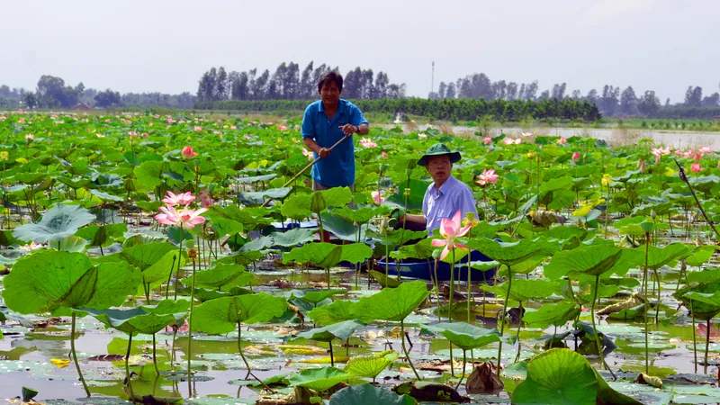 Nông dân Hậu Giang “chỉ nhau” làm giàu
