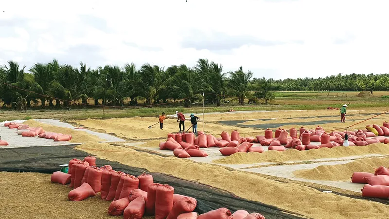 Kỳ vọng vụ lúa thu đông 