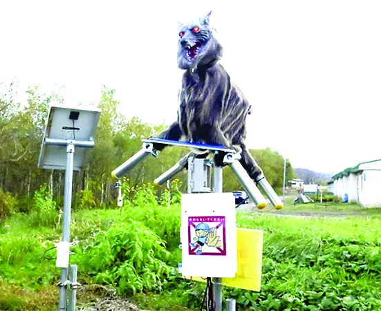 Robot sói phòng gấu hoang