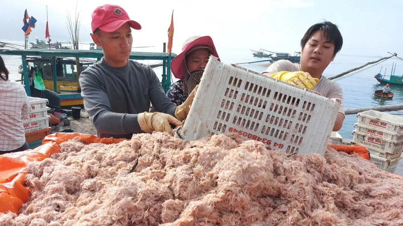Tép biển được tập kết tại cảng cá Cửa Sót (xã Thạch Kim, huyện Lộc Hà)