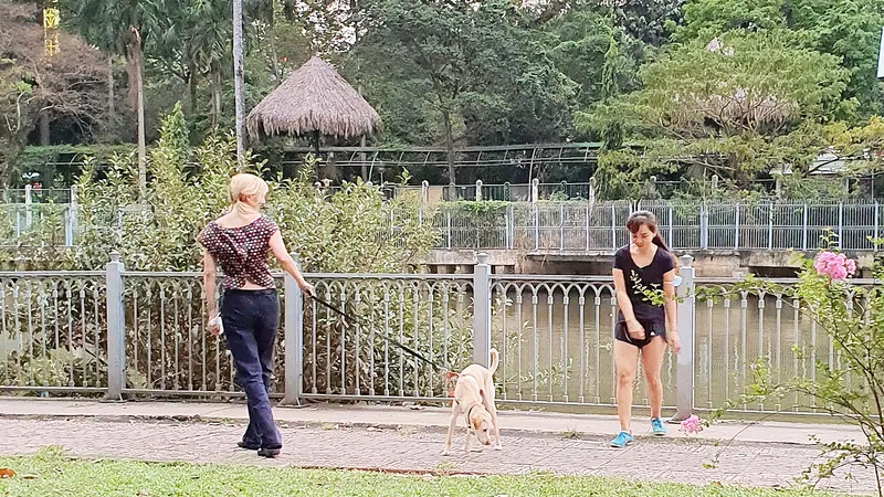 Ngăn ngừa tai nạn do chó thả rông