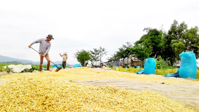 Giảm diện tích trồng lúa, tăng chất lượng hạt gạo