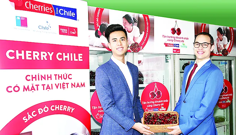 Cherry Chile lần đầu được nhập vào Việt Nam