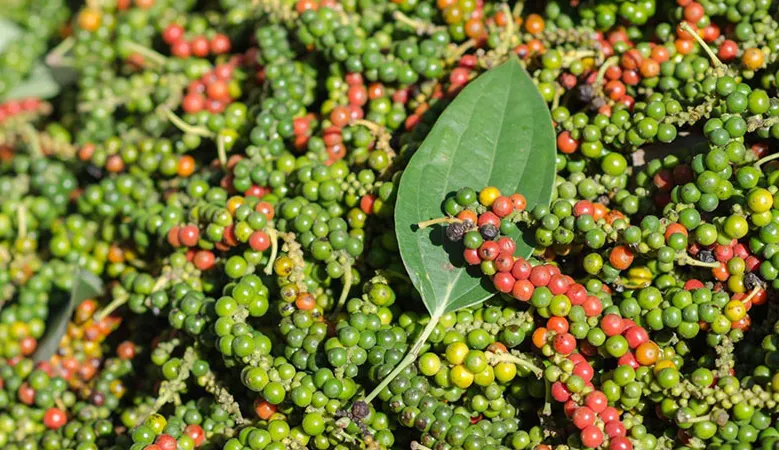 Giá tiêu tăng đột biến