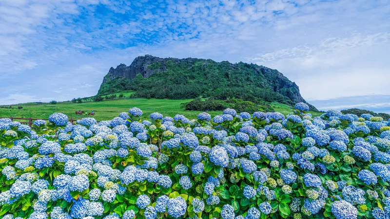 Hàn Quốc mở thêm đường bay thẳng, nhiều chính sách thuận lợi để thu hút khách Việt Nam