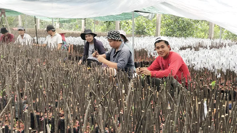 Tăng cường xây dựng và củng cố hệ thống nhân giống cây ăn quả