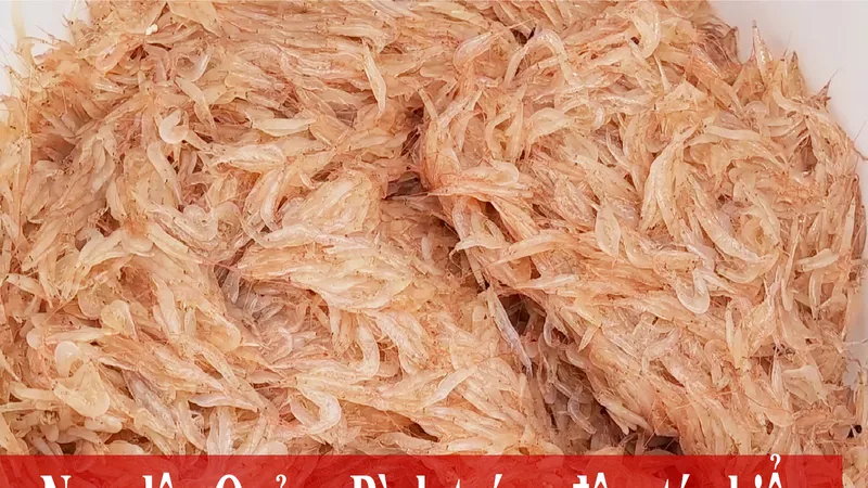 Ngư dân bãi ngang làm tép biển