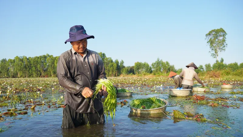 Nông dân khá lên nhờ hẹ nước