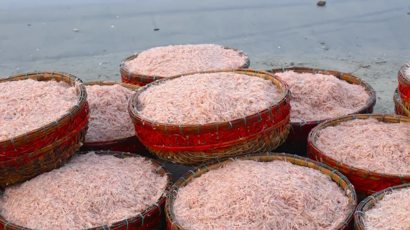 Rộn ràng mùa ruốc biển